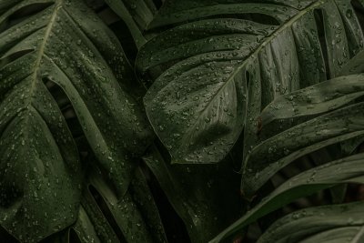 Rain-Kissed Monstera Leaves Wallpaper